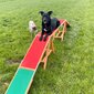 Treenisilta koirille Trixie Dog Activity Agility hinta ja tiedot | Koiran koulutustarvikkeet | hobbyhall.fi