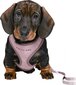Trixie Junior, 26-34 cm/10 mm, violetti, hihnalla varustetut valjaat pennuille hinta ja tiedot | Koiran valjaat ja kaulapannat | hobbyhall.fi