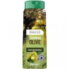 Shampoo Gallus Olive, oliivi, 500 ml hinta ja tiedot | Shampoot | hobbyhall.fi