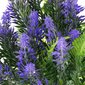 Keinotekoinen koristekimppu Springos HA7405 hinta ja tiedot | Keinotekoiset kukat | hobbyhall.fi