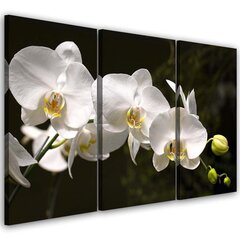 Kolmessa osassa kuva, Orkidea hinta ja tiedot | Taulut | hobbyhall.fi