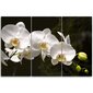 Kolmessa osassa kuva, Orkidea hinta ja tiedot | Taulut | hobbyhall.fi