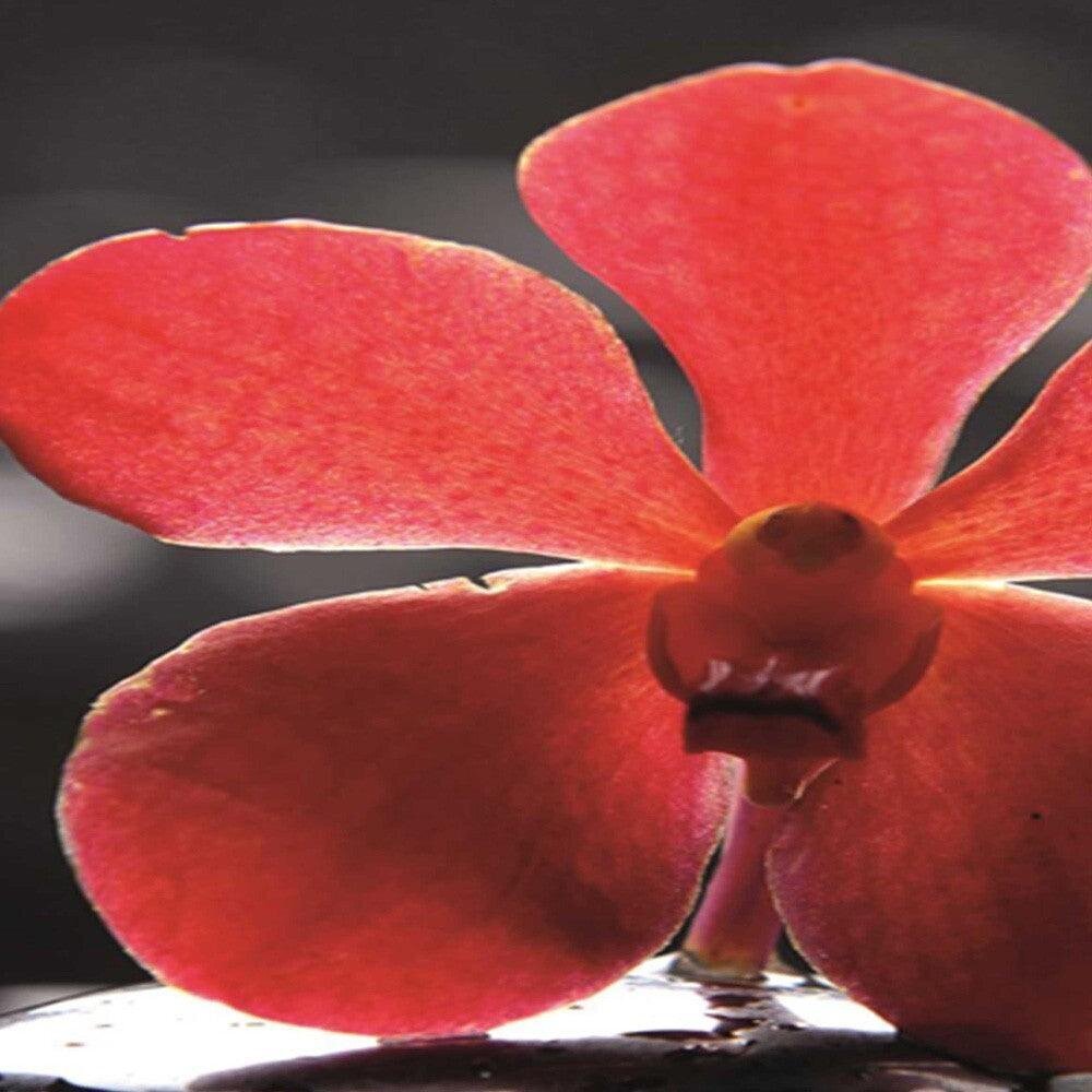 Sermi, Punainen orkidea ja zen hinta ja tiedot | Sermit ja tilanjakajat | hobbyhall.fi