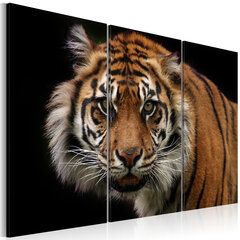 Image of Kuva - A wild tiger