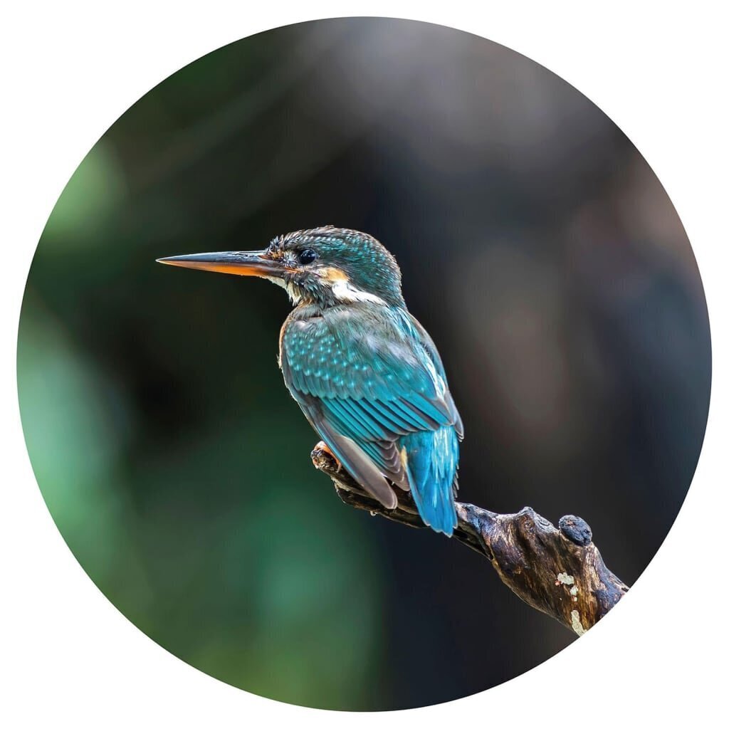 WallArt Tapetti ympyrä The Kingfisher 142,5 cm hinta ja tiedot | Valokuvatapetit | hobbyhall.fi