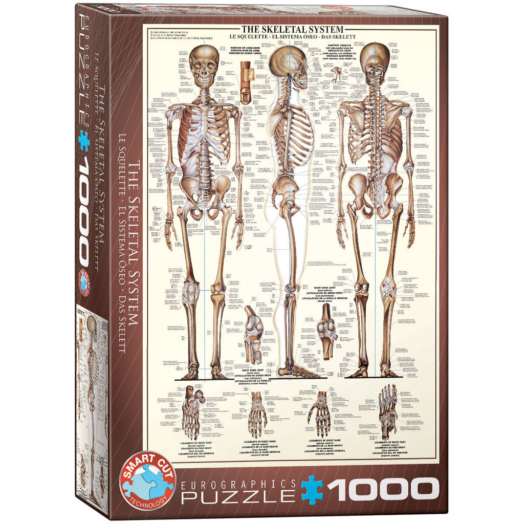 Palapeli Eurographics, 6000-3970, The Skeletal System, 1000 kpl hinta ja tiedot | Palapelit | hobbyhall.fi