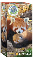 Palapeli Eurographics, 8251-5557, Red Pandas, 250 kpl hinta ja tiedot | Palapelit | hobbyhall.fi