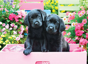 Palapeli Eurographics, 6500-5462, Black Labs in Pink Box, 500 kpl hinta ja tiedot | Palapelit | hobbyhall.fi