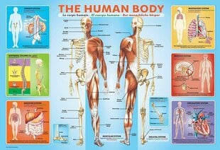 Palapeli Eurographics, 6200-1000, The Human Body, 200 kpl hinta ja tiedot | Palapelit | hobbyhall.fi