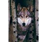 Palapeli Eurographics, 6000-1244, Gray Wolf, 1000 kpl hinta ja tiedot | Palapelit | hobbyhall.fi