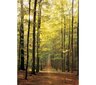 Palapeli Eurographics, 6000-3846, Forest Path, 1000 kpl hinta ja tiedot | Palapelit | hobbyhall.fi