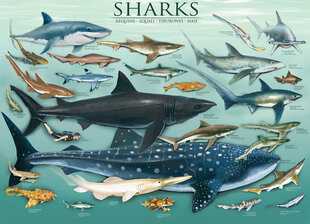 Palapeli Eurographics, 6000-0079, Sharks, 1000 kpl hinta ja tiedot | Palapelit | hobbyhall.fi