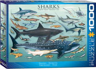 Palapeli Eurographics, 6000-0079, Sharks, 1000 kpl hinta ja tiedot | Palapelit | hobbyhall.fi