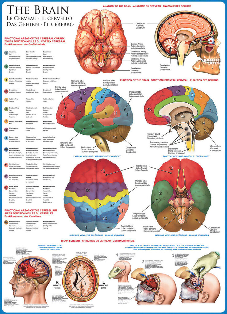 Palapeli Eurographics, 6000-0256, The Brain, 1000 kpl hinta ja tiedot | Palapelit | hobbyhall.fi