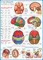 Palapeli Eurographics, 6000-0256, The Brain, 1000 kpl hinta ja tiedot | Palapelit | hobbyhall.fi