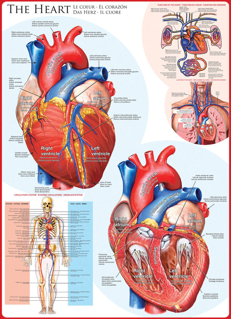 Palapeli Eurographics, 6000-0257, The Heart, 1000 kpl hinta ja tiedot | Palapelit | hobbyhall.fi