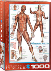 Palapeli Eurographics, 6000-2015, The Muscular System, 1000 kpl hinta ja tiedot | Palapelit | hobbyhall.fi