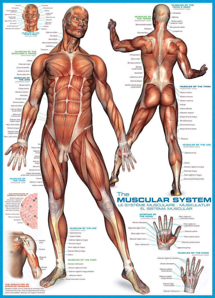 Palapeli Eurographics, 6000-2015, The Muscular System, 1000 kpl hinta ja tiedot | Palapelit | hobbyhall.fi