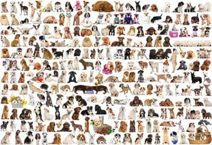 Palapeli Eurographics, 8220-0581, The World of Dogs, 2000 kpl hinta ja tiedot | Palapelit | hobbyhall.fi