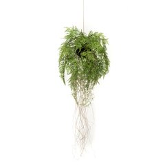 Emerald Tekokasvi riippuva saniainen juurilla 35 cm hinta ja tiedot | Keinotekoiset kukat | hobbyhall.fi