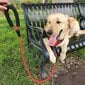 Lemmikit Corner koiran talutushihna - punainen, pussipidikkeellä hinta ja tiedot | Koiran talutushihnat | hobbyhall.fi