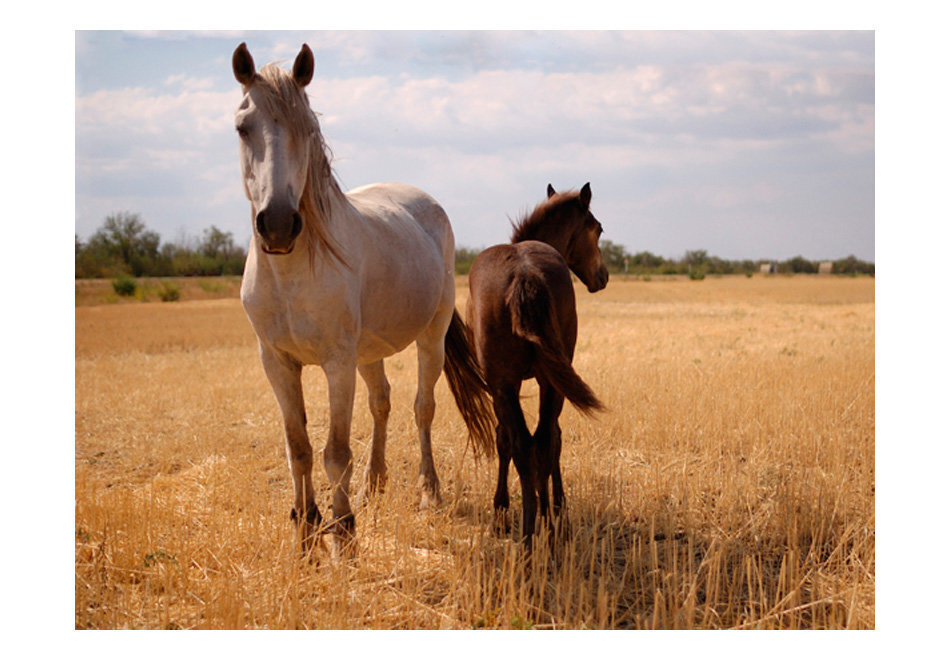 Valokuvatapetti - Horse and foal 400x309 cm hinta ja tiedot | Valokuvatapetit | hobbyhall.fi