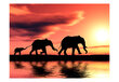 Valokuvatapetti - elephants: family 550x270 cm hinta ja tiedot | Valokuvatapetit | hobbyhall.fi