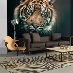 Valokuvatapetti - Bengal Tiger 400x309 cm hinta ja tiedot | Valokuvatapetit | hobbyhall.fi