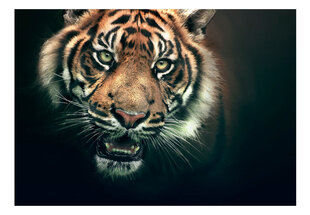 Valokuvatapetti - Bengal Tiger 400x309 cm hinta ja tiedot | Valokuvatapetit | hobbyhall.fi