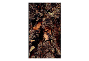 Valokuvatapetti - Time Carved in the Tree 50x1000 cm hinta ja tiedot | Valokuvatapetit | hobbyhall.fi
