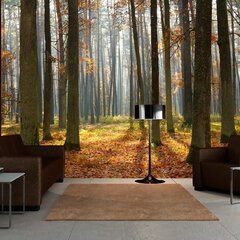 Valokuvatapetti - Autumn trees 300x231 cm hinta ja tiedot | Valokuvatapetit | hobbyhall.fi