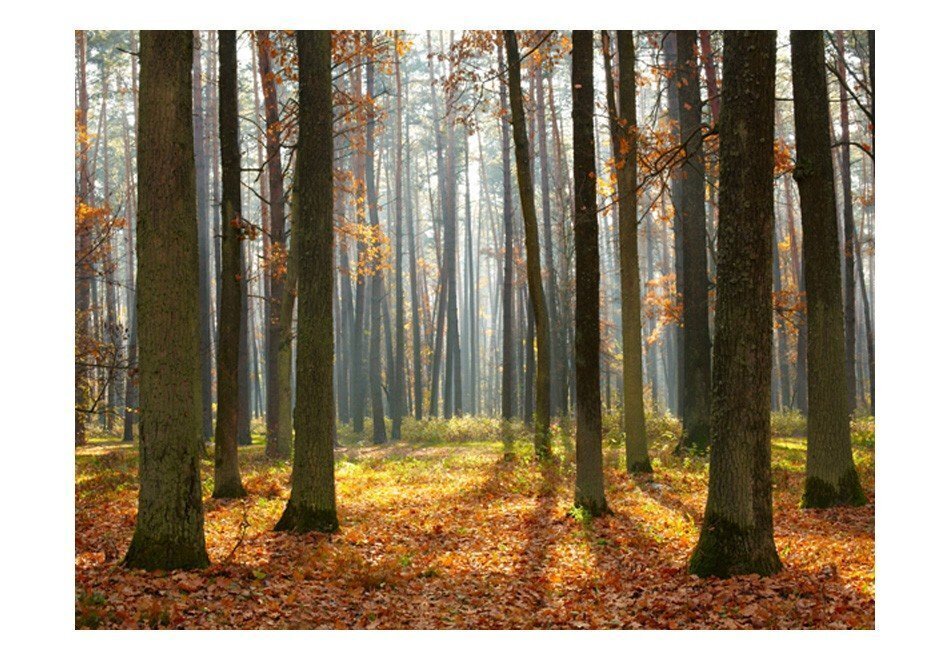 Valokuvatapetti - Autumn trees 350x270 cm hinta ja tiedot | Valokuvatapetit | hobbyhall.fi