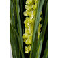 Koristekasvi Rhynchostylis 150cm hinta ja tiedot | Keinotekoiset kukat | hobbyhall.fi