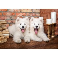 Palapeli Castorland Samoyed Puppies Say Hello, 1000 osaa hinta ja tiedot | Palapelit | hobbyhall.fi