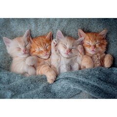 Palapeli Castorland The Sweetest Kittens, 1000 palaa hinta ja tiedot | Palapelit | hobbyhall.fi