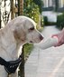 PETKIT EVERSWEET juomapullo koirille, 400 ml hinta ja tiedot | Eläinten hoitotuotteet | hobbyhall.fi