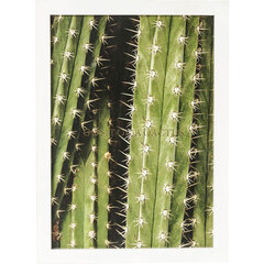 Valokuvakehys, Cactus, 45x33cm hinta ja tiedot | Taulut | hobbyhall.fi