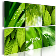 Kuva - Fresh green leaves hinta ja tiedot | Taulut | hobbyhall.fi