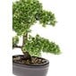 Keinotekoinen ficus Smaragdi, mini bonsai puu, vihreä, 32cm, 420002 hinta ja tiedot | Keinotekoiset kukat | hobbyhall.fi