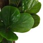 Keinotekoinen lyraleaf ficus hinta ja tiedot | Keinotekoiset kukat | hobbyhall.fi