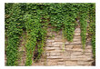 Valokuvatapetti - Ivy wall 200x140 cm hinta ja tiedot | Valokuvatapetit | hobbyhall.fi