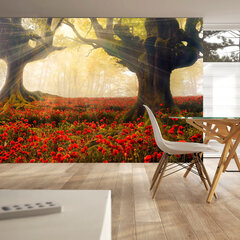 Valokuvatapetti - Morning among poppies 250x175 cm hinta ja tiedot | Valokuvatapetit | hobbyhall.fi