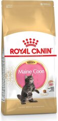Royal Canin Maine Coon kissanpennuille, 10 kg hinta ja tiedot | Kissan kuivaruoka | hobbyhall.fi
