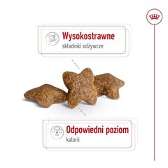 Royal Canin Adult Mini S aikuisille pienirotuisille koirille, 8 kg hinta ja tiedot | Koiran kuivaruoka | hobbyhall.fi