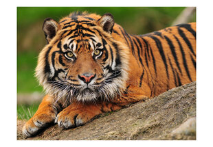 Valokuvatapetti - Sumatran tiikeri 400x309 cm hinta ja tiedot | Valokuvatapetit | hobbyhall.fi
