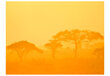 Valokuvatapetti - Orange savanna 400x309 cm hinta ja tiedot | Valokuvatapetit | hobbyhall.fi
