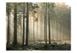 Valokuvatapetti - Foggy November morning 400x309 cm hinta ja tiedot | Valokuvatapetit | hobbyhall.fi