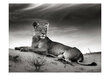 Valokuvatapetti - Musta ja valkoinen naarasleijona 200x154 cm hinta ja tiedot | Valokuvatapetit | hobbyhall.fi