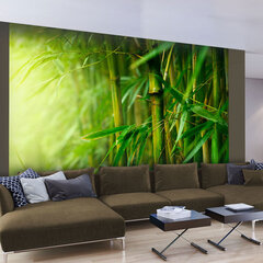 Valokuvatapetti - jungle - bamboo 300x231 cm hinta ja tiedot | Valokuvatapetit | hobbyhall.fi