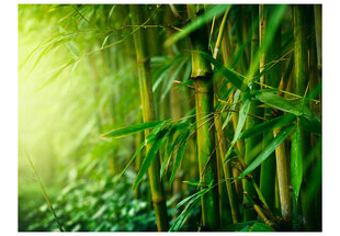 Valokuvatapetti - jungle - bamboo 300x231 cm hinta ja tiedot | Valokuvatapetit | hobbyhall.fi